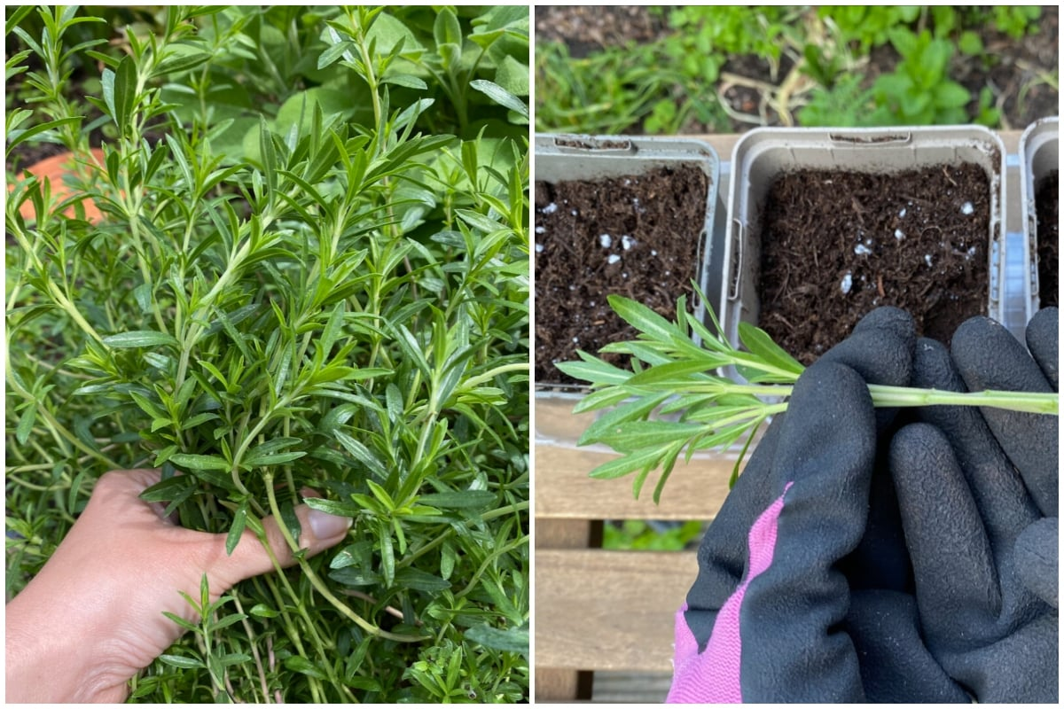 sage softwood cuttings propagation tray
