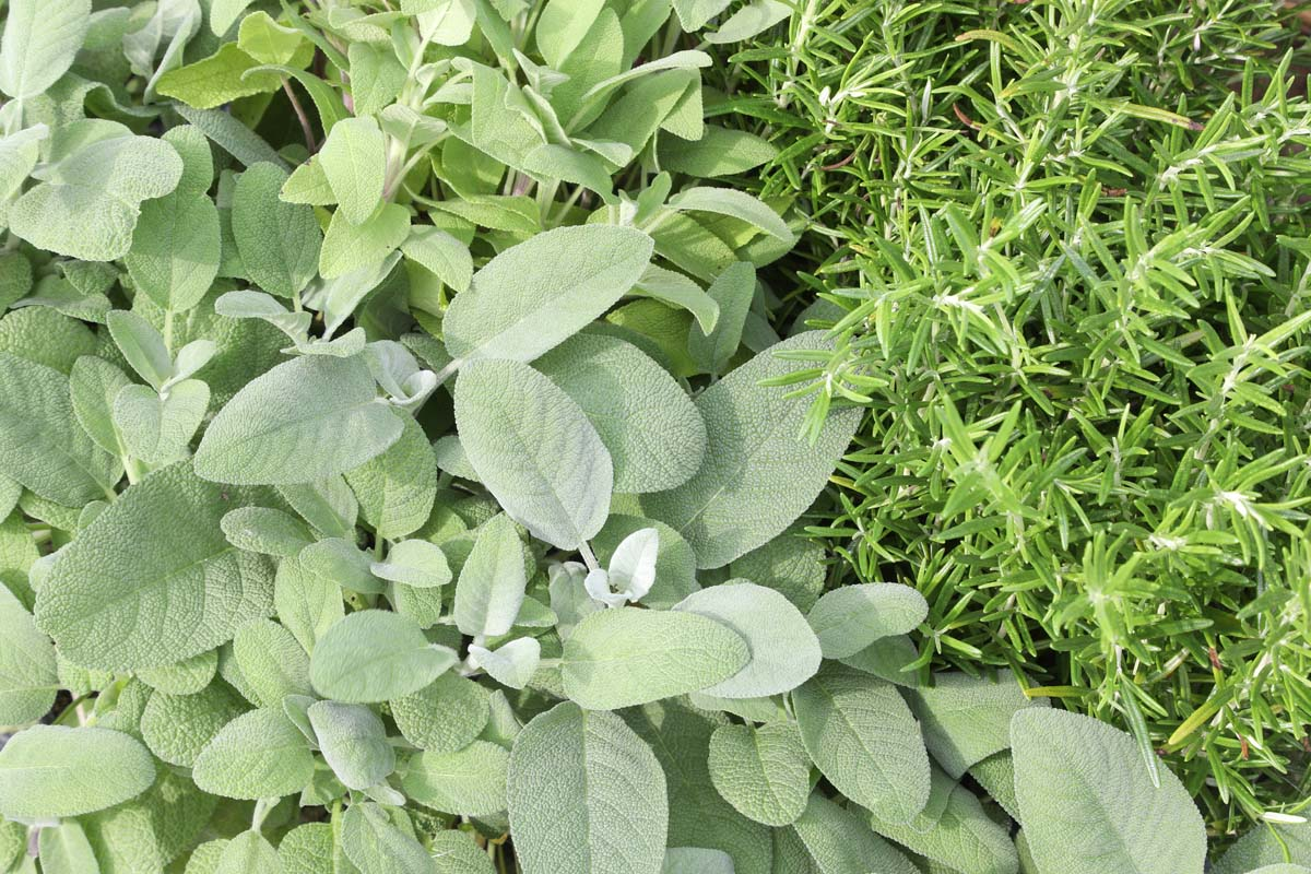 为什么它被称为“圣人之草”？鼠尾草的花语来源、文化象征与礼赠指南