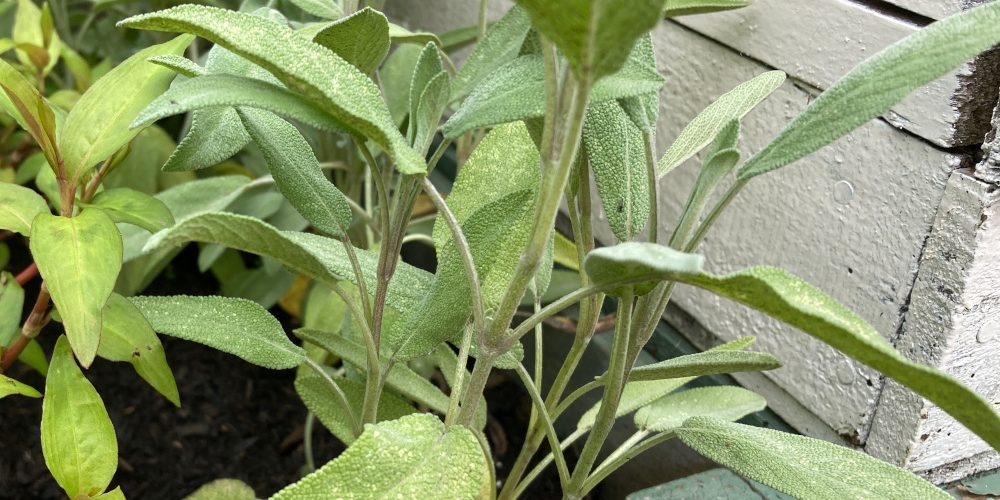 potted sage plant on windowsill