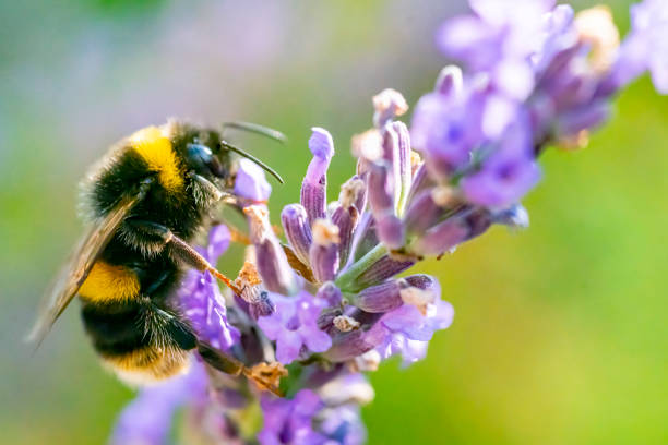 sage flowers with bee close-up