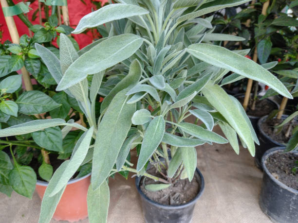 一根嫩枝变一丛香草：鼠尾草扦插/压条高成功率指南（含失败排雷）