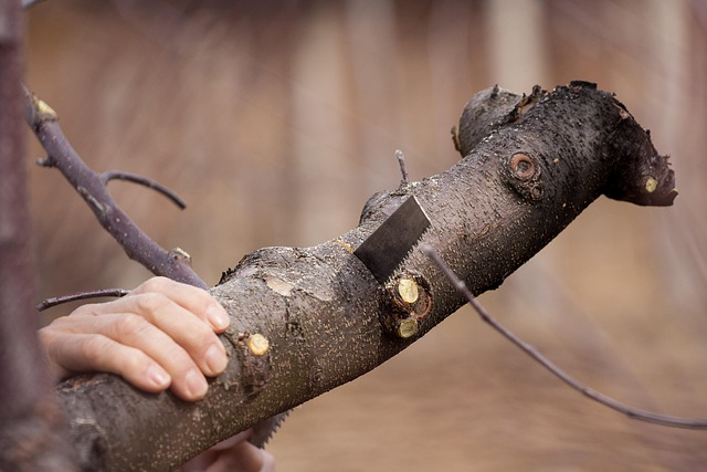 sage cutting selection hand
