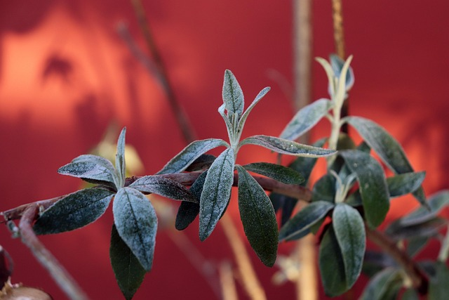 sage cutting node close-up