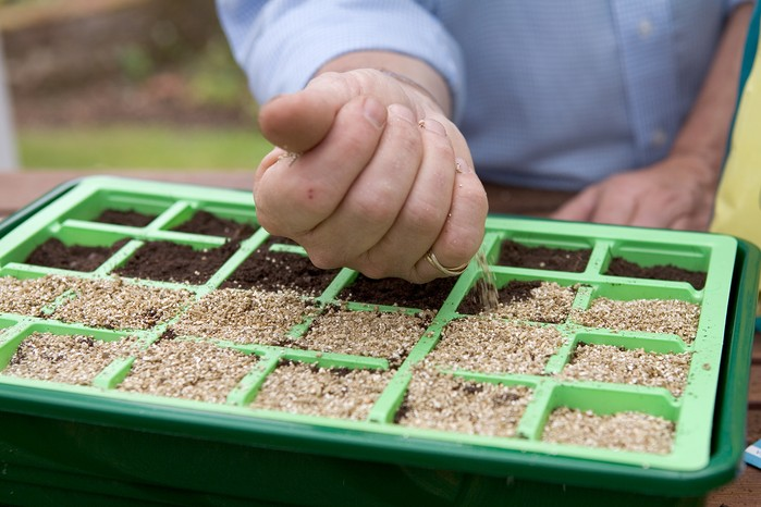 sage cuttings in perlite tray