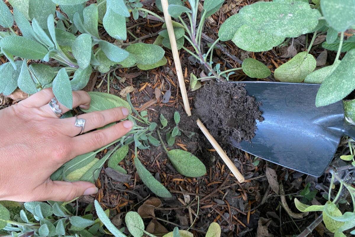 sage layering branch pinned soil