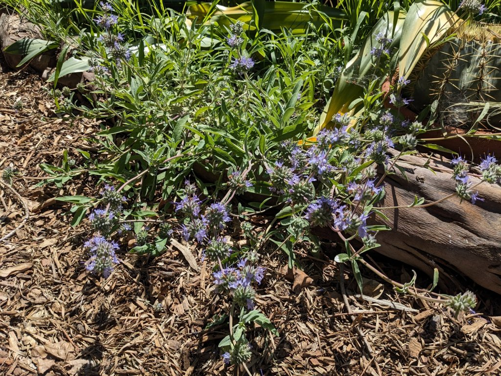 让菜园更香更少虫：鼠尾草的“邻里关系”与最佳伴栽清单