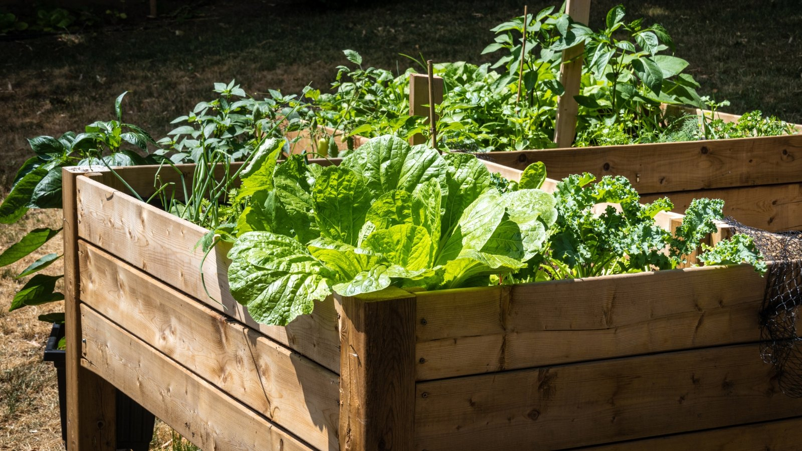 sage and cabbage raised bed