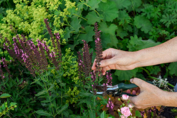 sage pruning hands garden