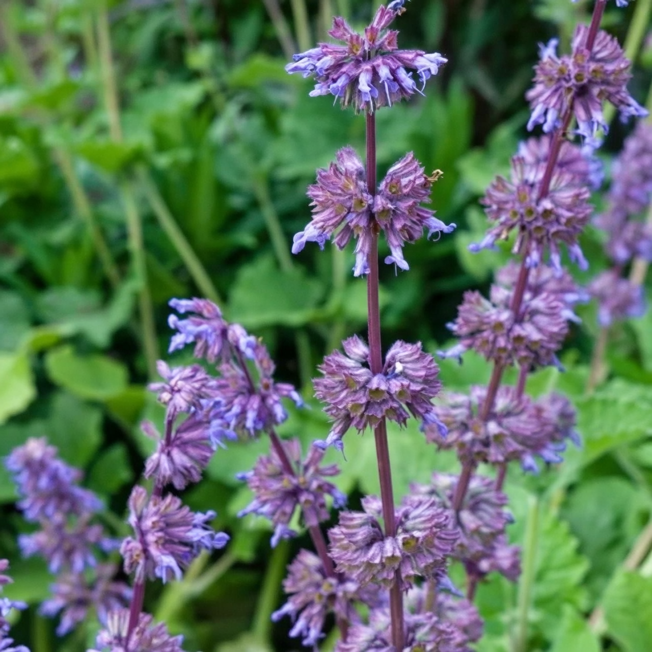 sage purple flower spike close-up
