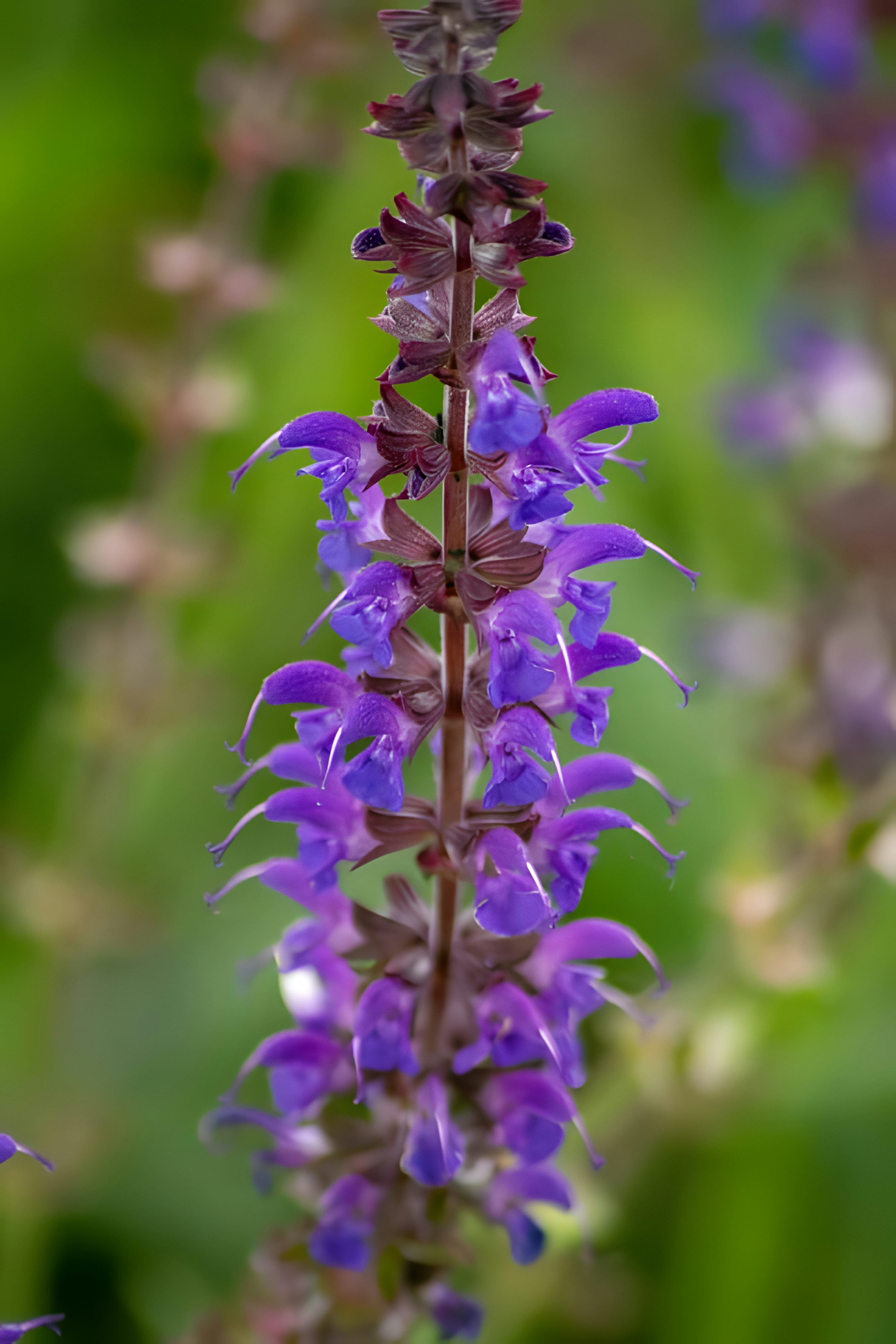 别被“养香草=天天浇水”骗了！鼠尾草养护5大误区与科学辟谣