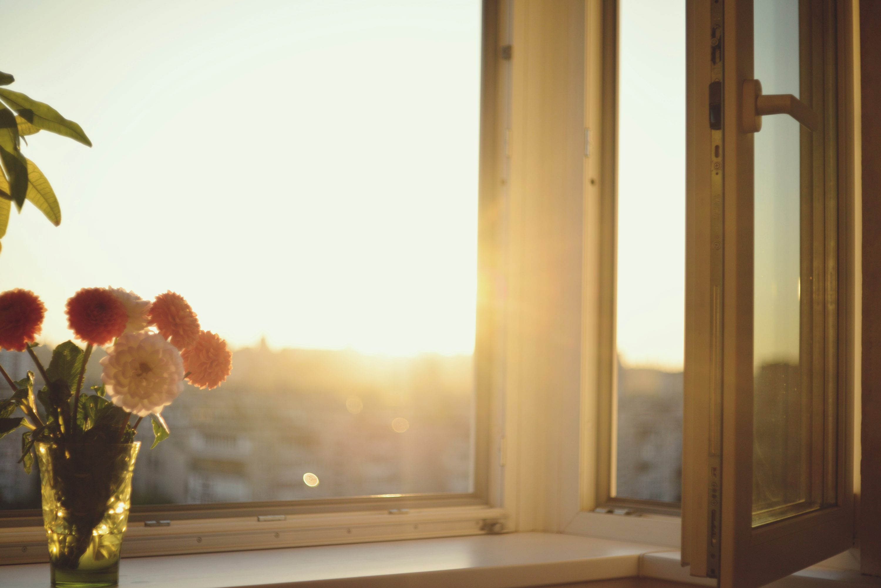 sage on sunny windowsill