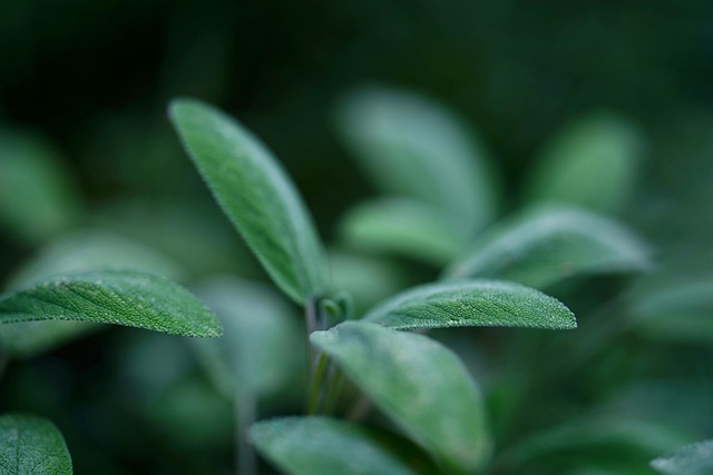 sage powdery mildew leaves