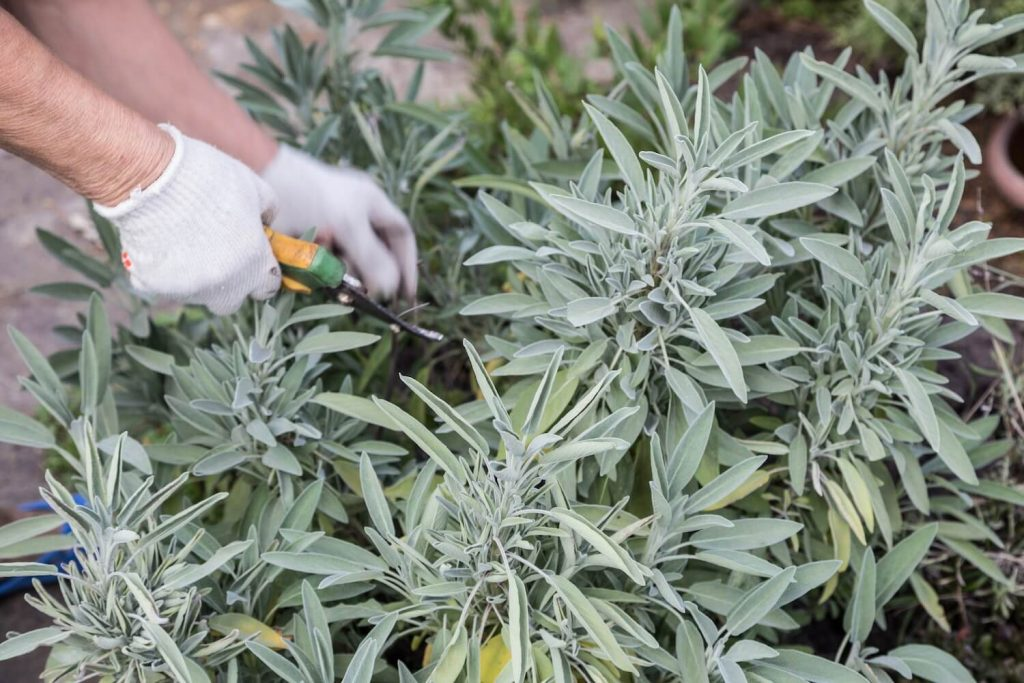 sage pruning avoid woody stems