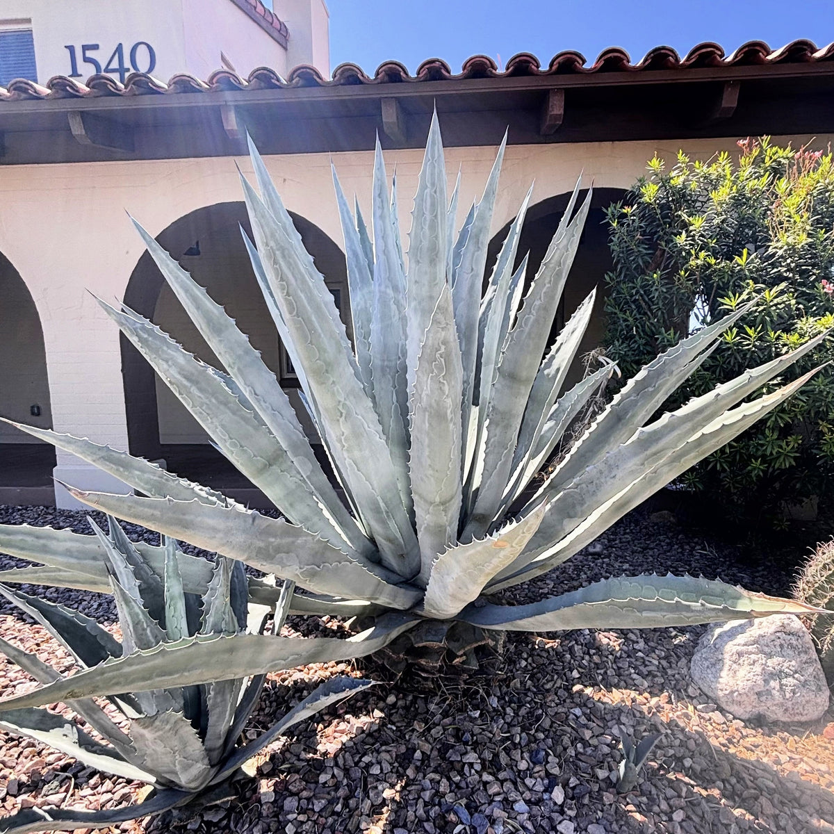 Is Your Agave Plotting a Collapse? Outsmarting the Snout Weevil, Rot, and Mealybugs