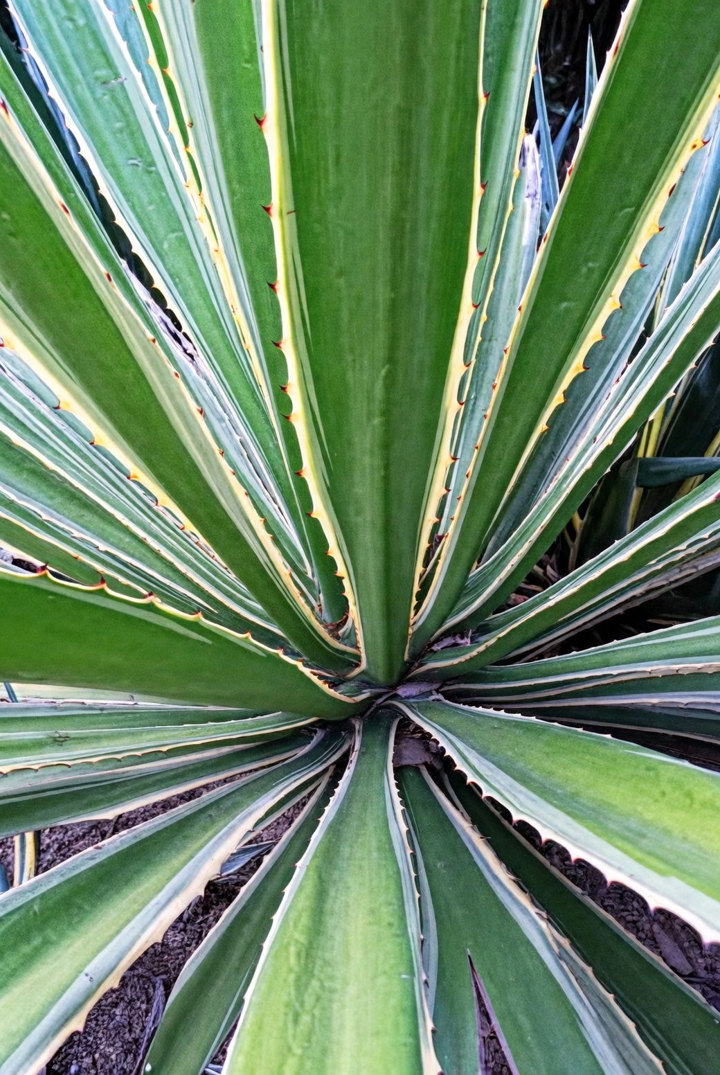 agave americana snout weevil damage