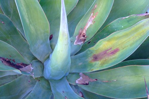 agave americana mealybugs leaf axils
