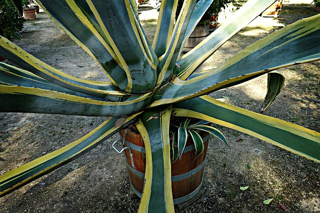 agave americana pup removal hands