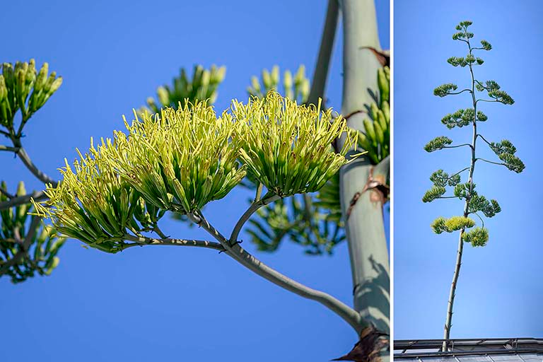 Bloom Alert! Reading the Signs Your Century Plant Is About to Tower—and What to Do Next