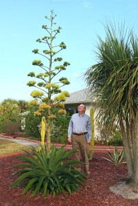 agave americana stalk bracing guy lines
