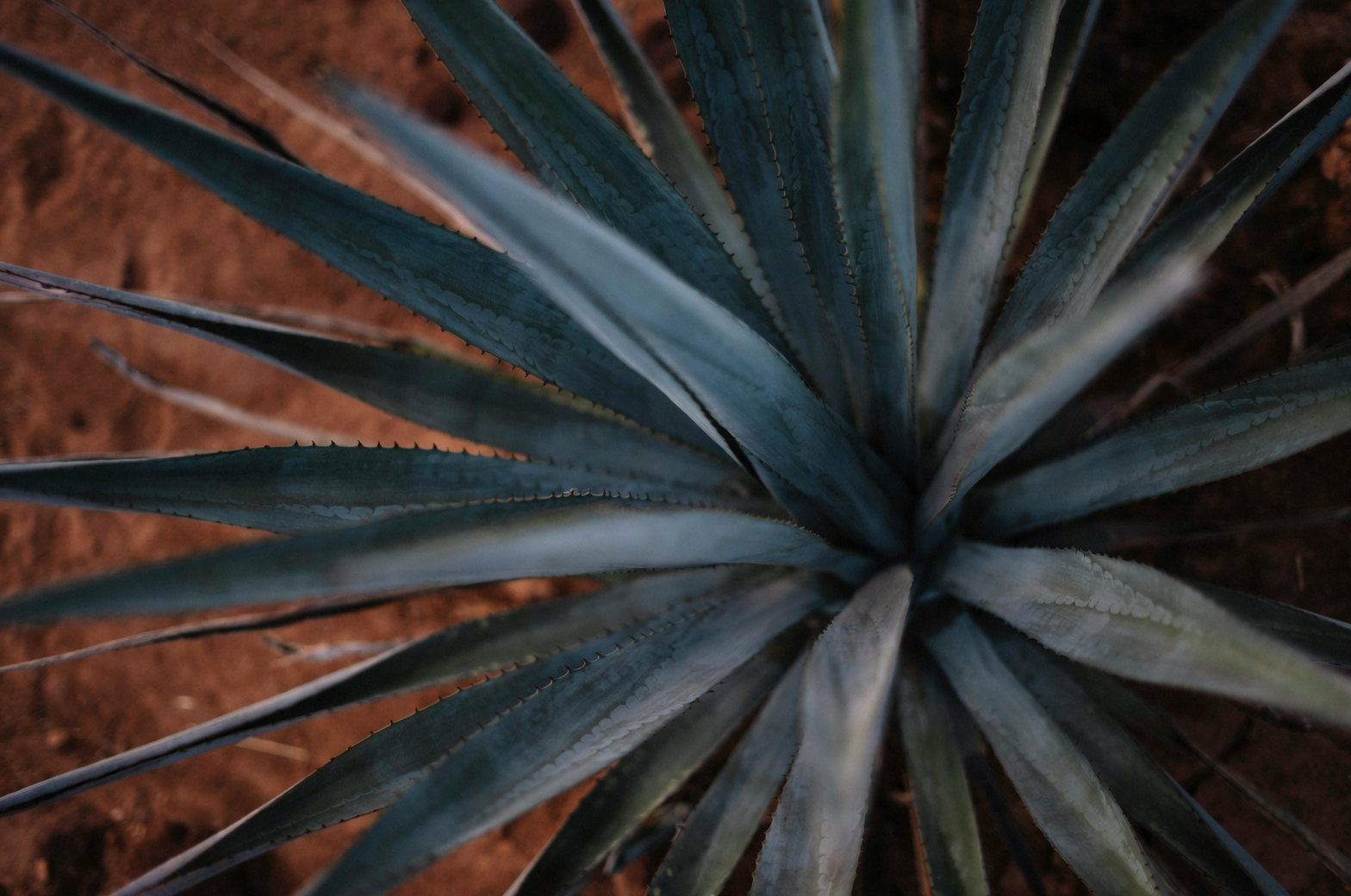 agave americana bulbils on stalk close-up