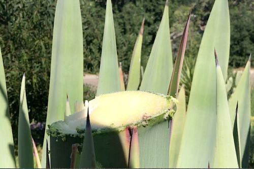 agave americana pups removal