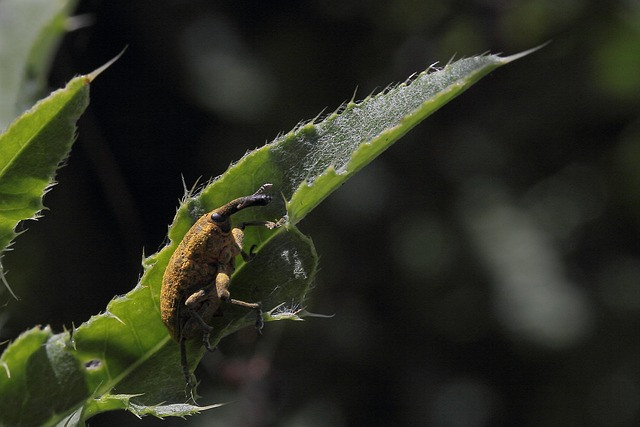 agave snout weevil damage base