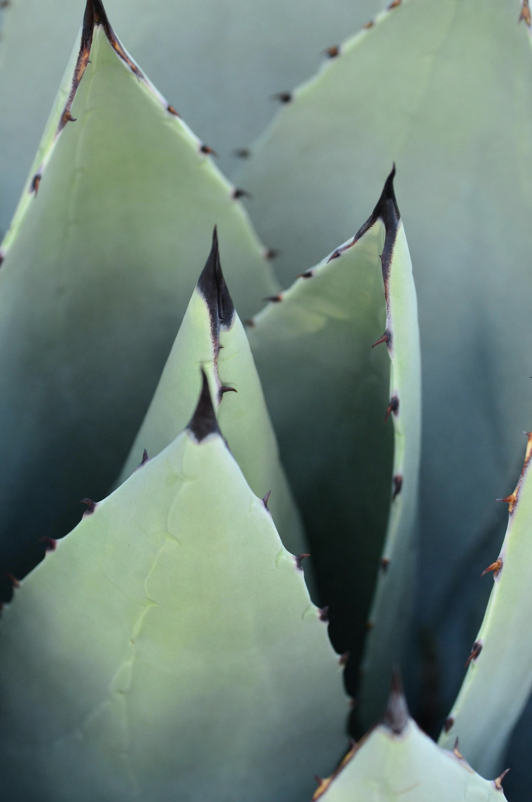 agave crown rot soft leaves