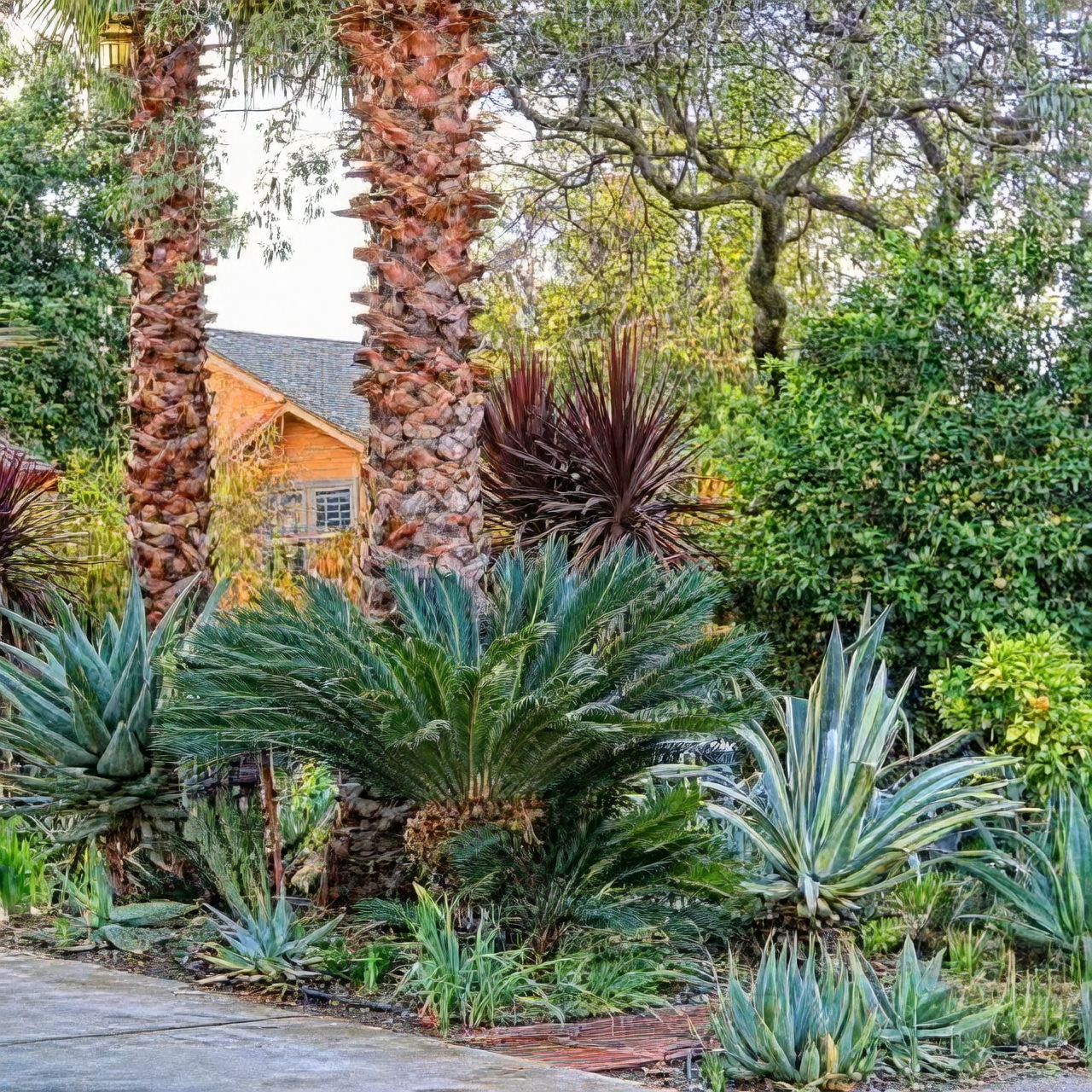 龙舌兰的花语从何而来？从阿兹特克女神到“一生一花”的守候