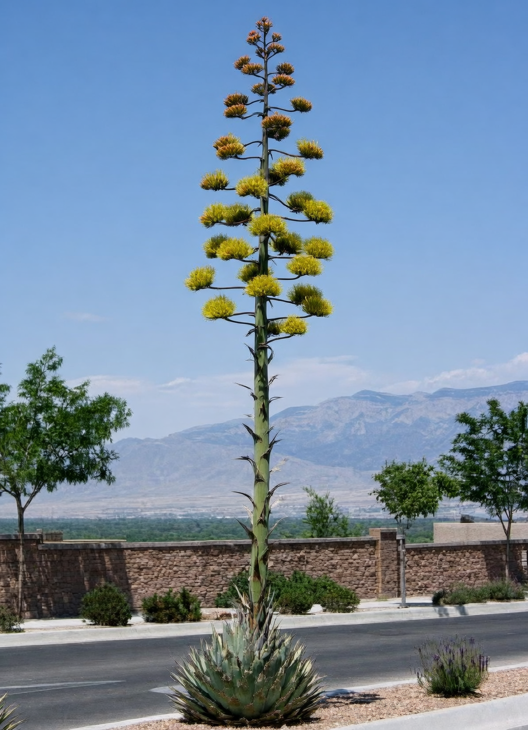 agave americana flowering stalk