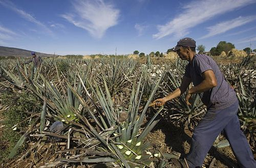 blue agave field jimador harvest