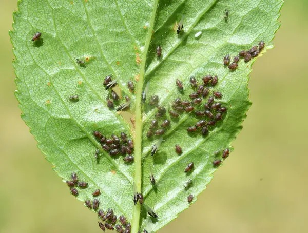 aphids on plant leaves close-up