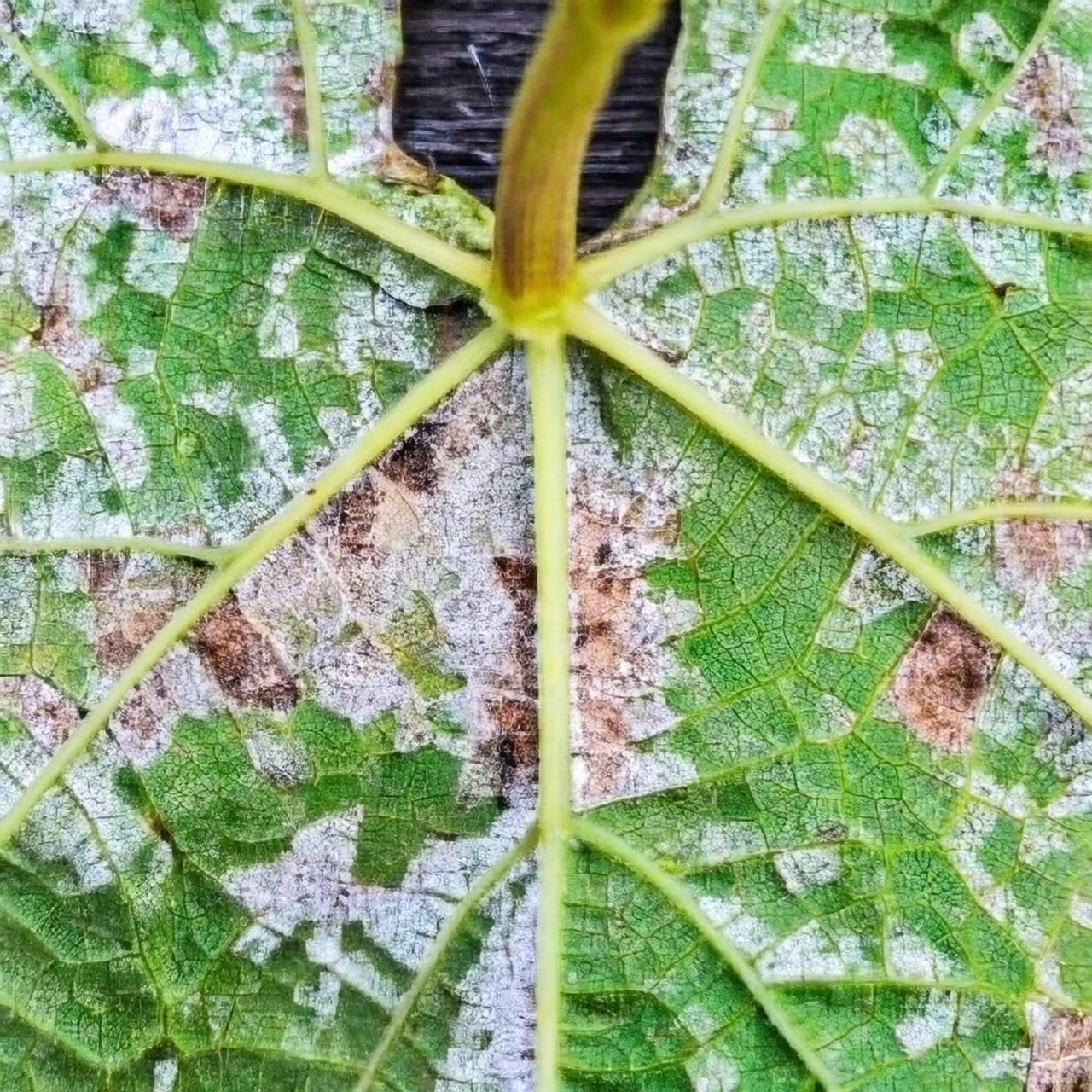 downy mildew on leaves
