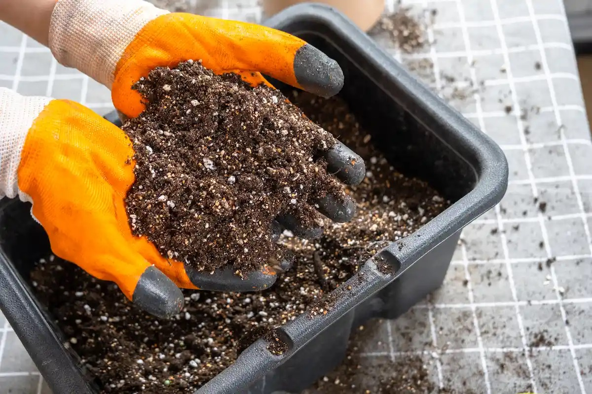 sunflower container potting mix perlite