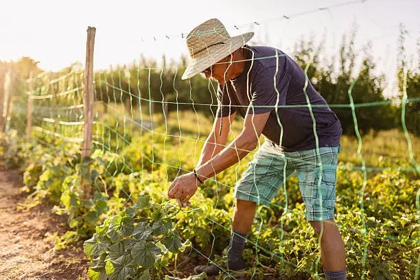 Sunflower Skyhooks: Companion Planting Tricks to Stake Beans, Magnetize Pollinators, and Shield Veg Beds