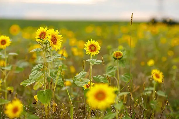 branching sunflower plant multiple heads