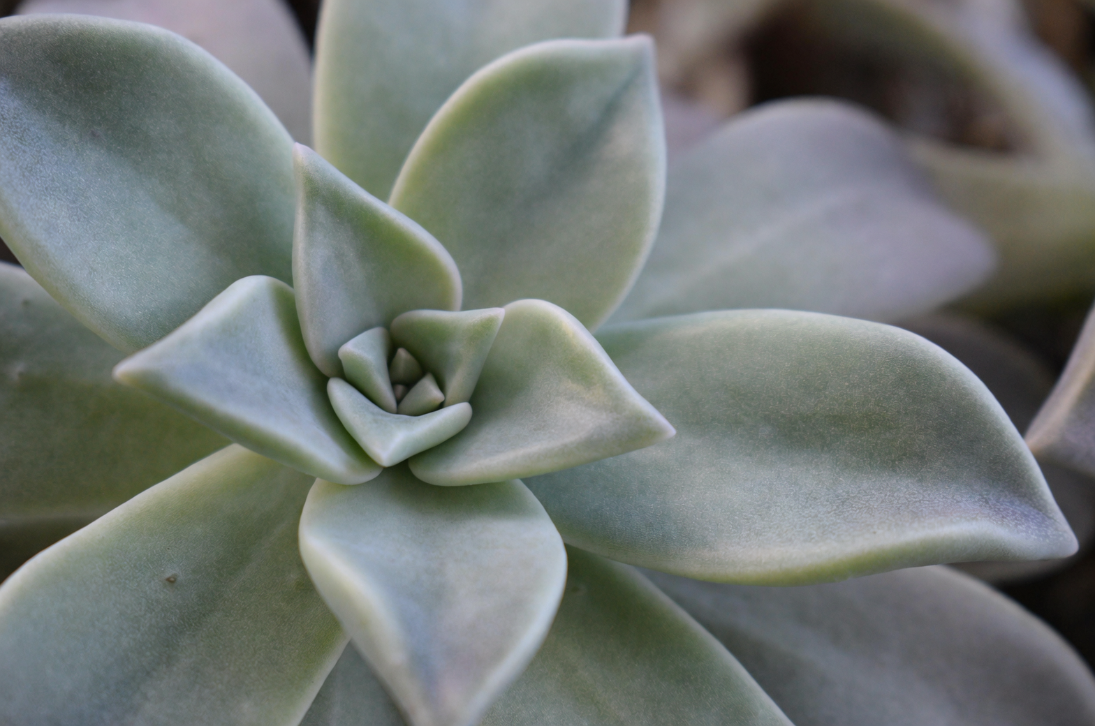 旱景花园的戏剧性主角：用龙舌兰打造零浇水的高颜值庭院