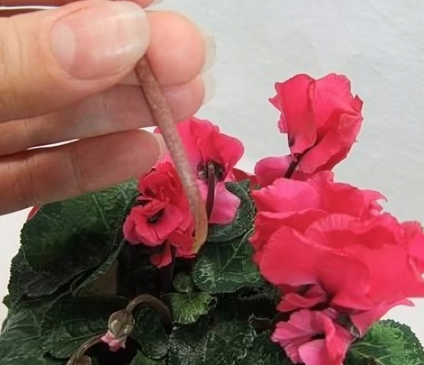 cyclamen mushy crown close-up