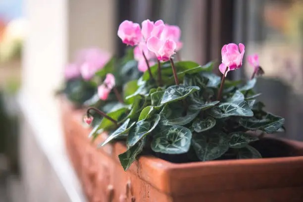 Pretty but Poisonous: Keeping Pets Safe Around Cyclamen’s Tempting Tubers