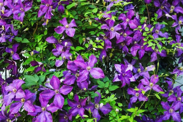 Why Did My Clematis Collapse Overnight?! Beat ‘Clematis Wilt’ and Other Sneaky Problems
