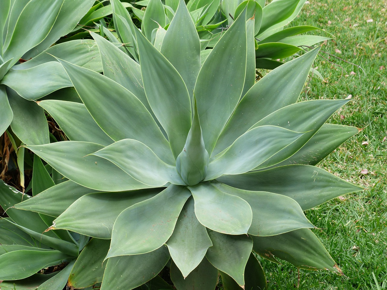 agave americana leaf close-up spines