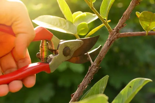 jade plant pruning with shears