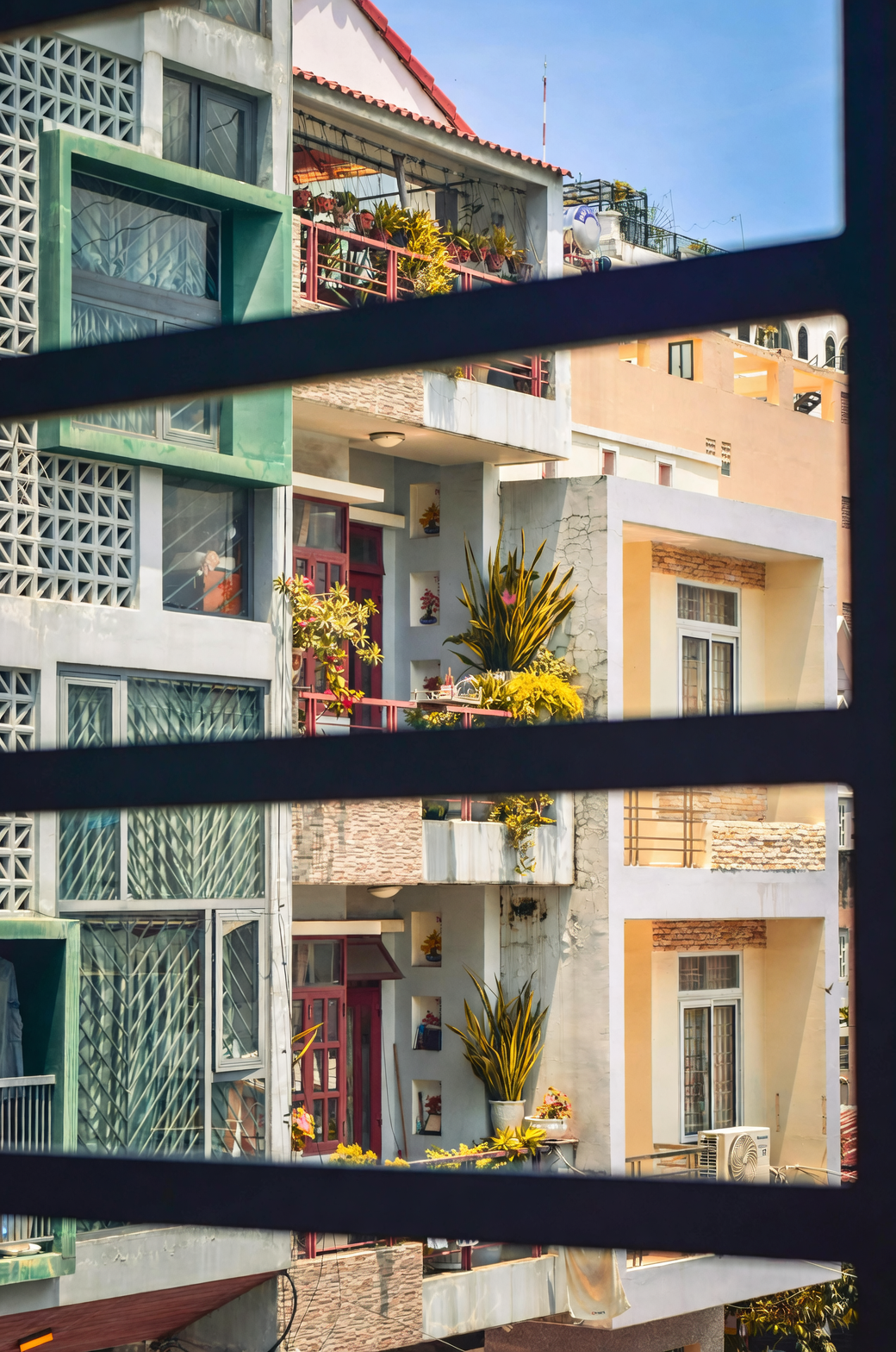 把阳台变成“南非小阳坡”：用玉树打造耐晒低维护的高颜值角落