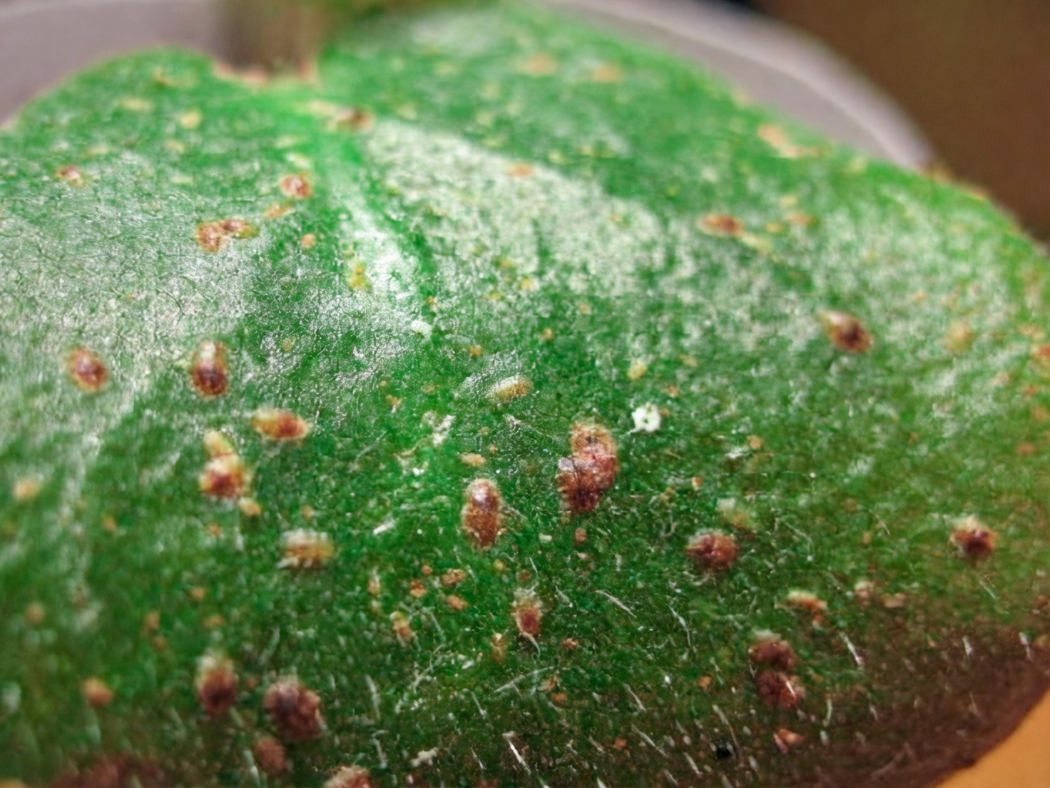 jade plant spider mites web