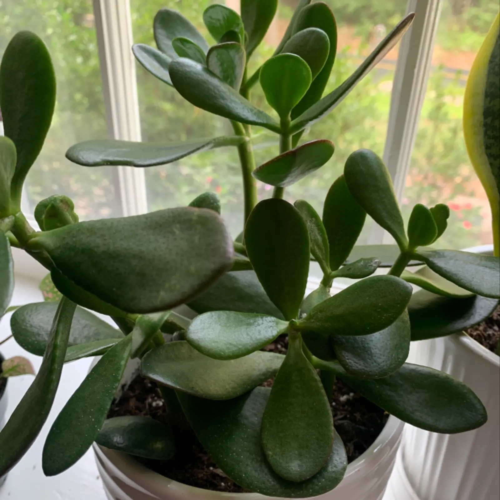 jade plant indoor thermometer night