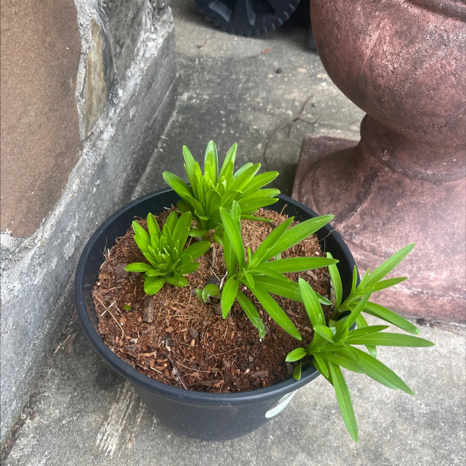 lily offsets division hands