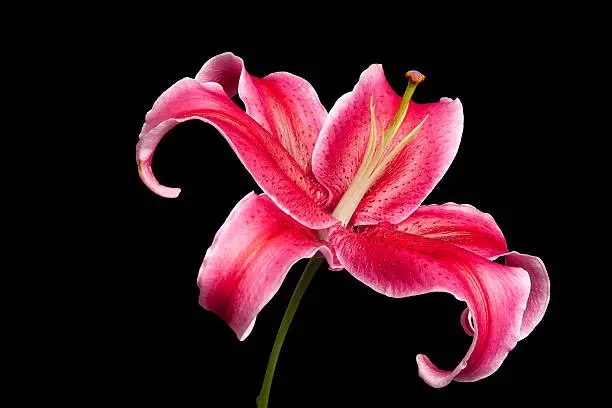 lily single stem cylinder vase