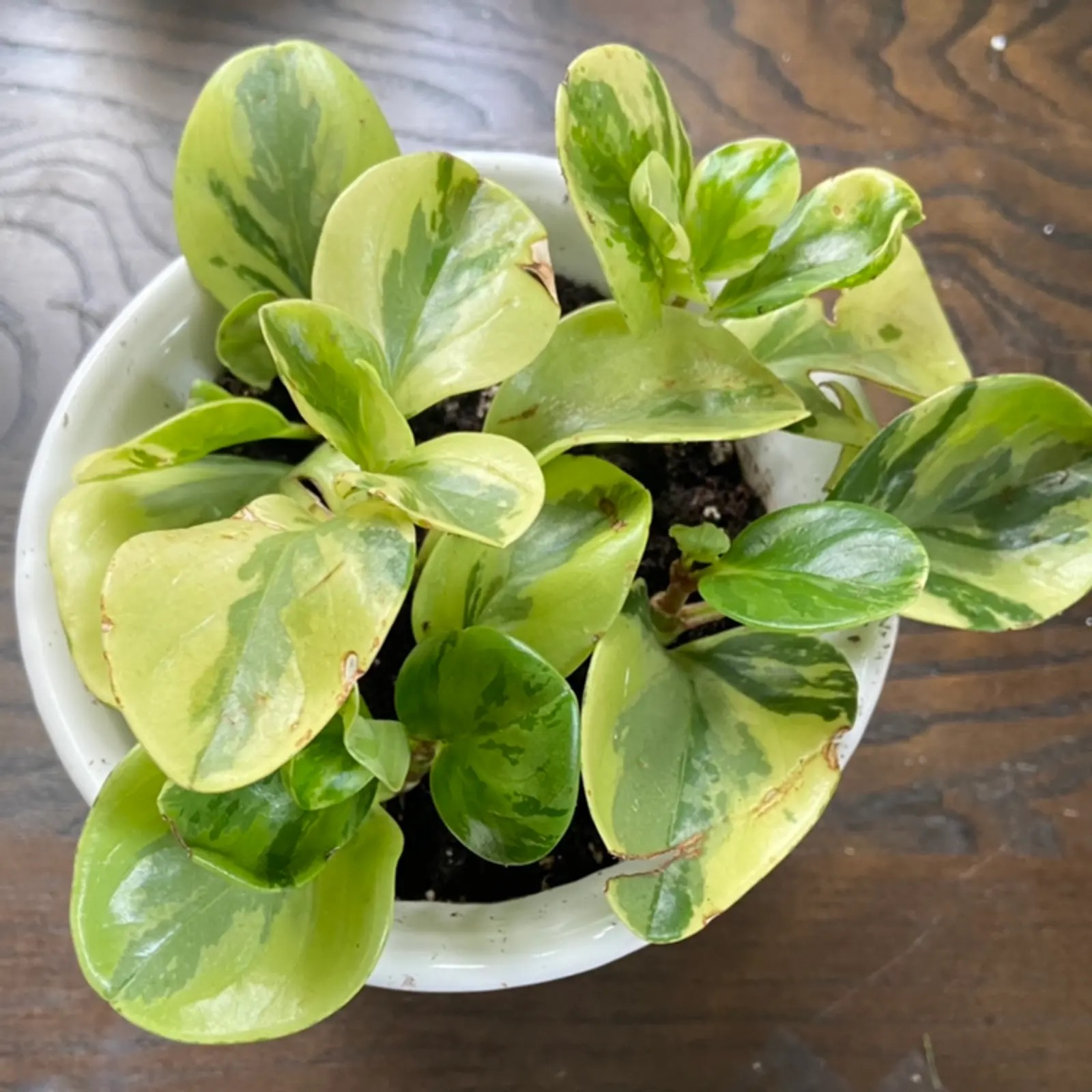 baby rubber plant leaf underside inspection