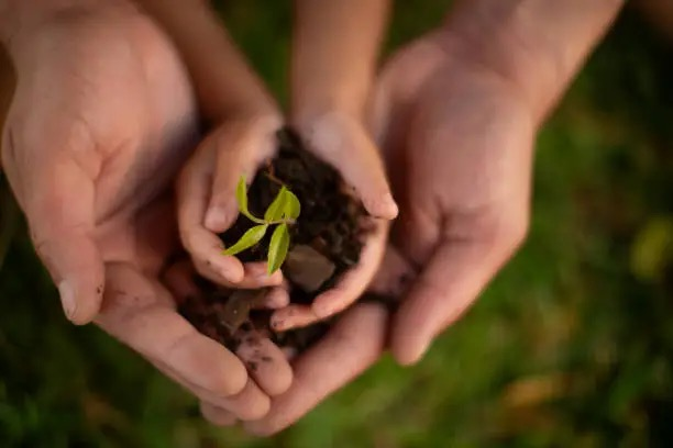 baby rubber plant stem cutting perlite