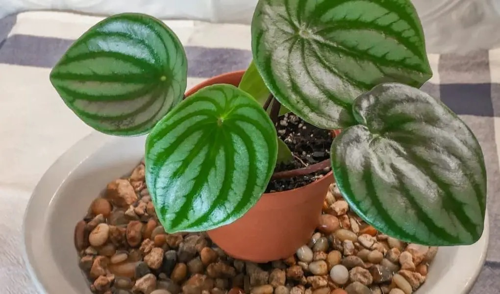 peperomia obtusifolia with calathea pebble tray