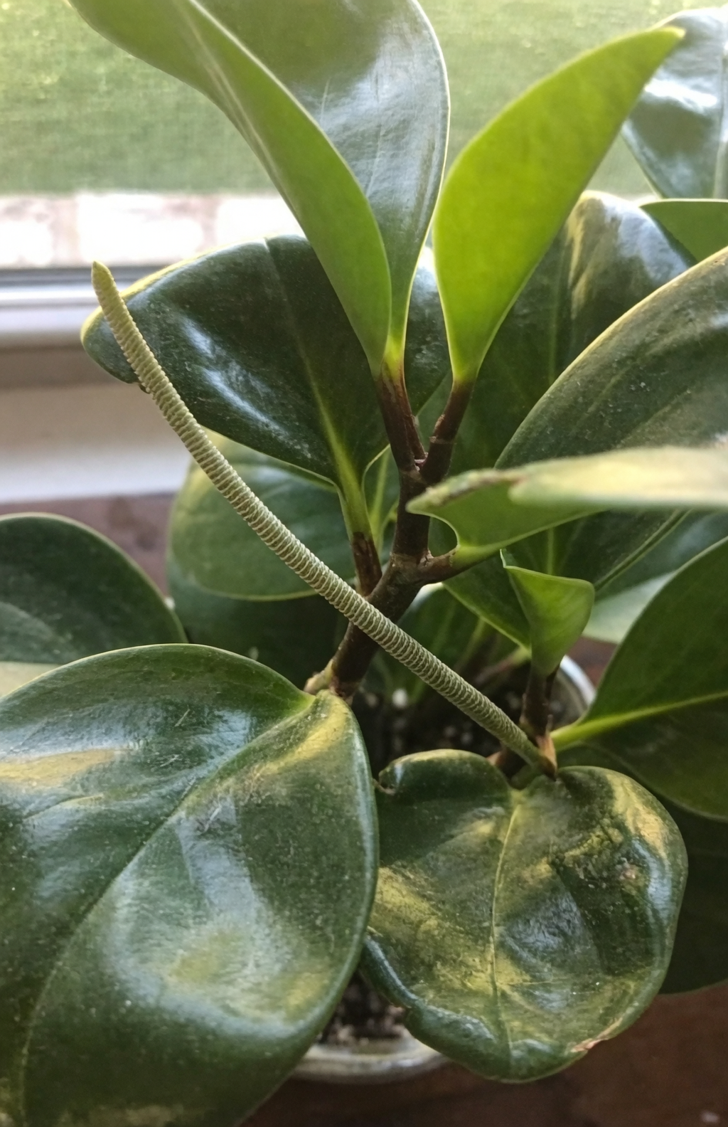 peperomia obtusifolia flower spike close-up